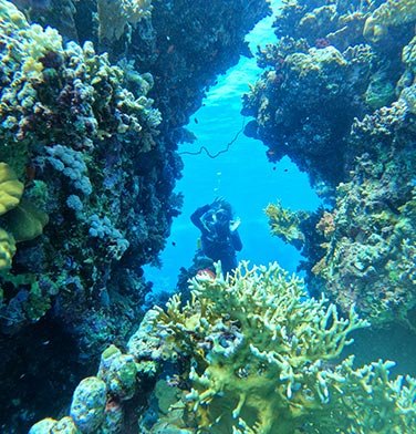 weboldal-buvarkodas-merules